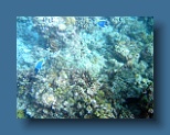 Helengeli 264